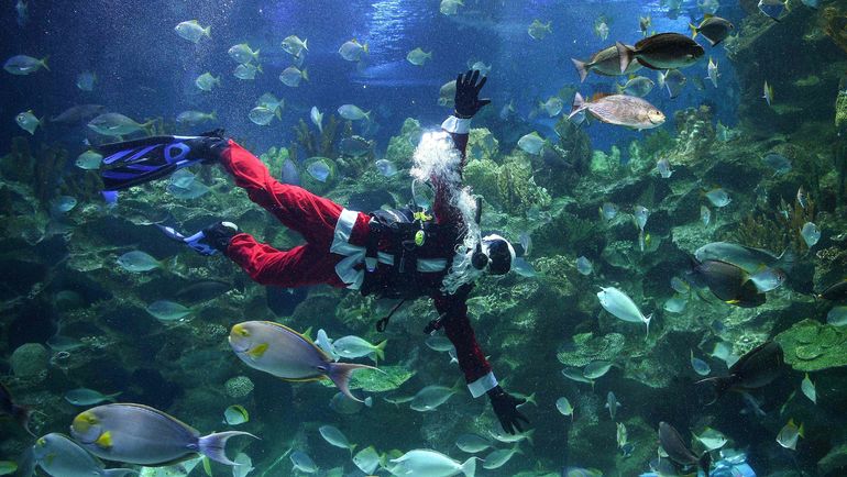 Дайвинг. Фото AFP Дайвинг. Фото AFP