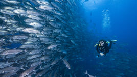 Рекорды в дайвинге