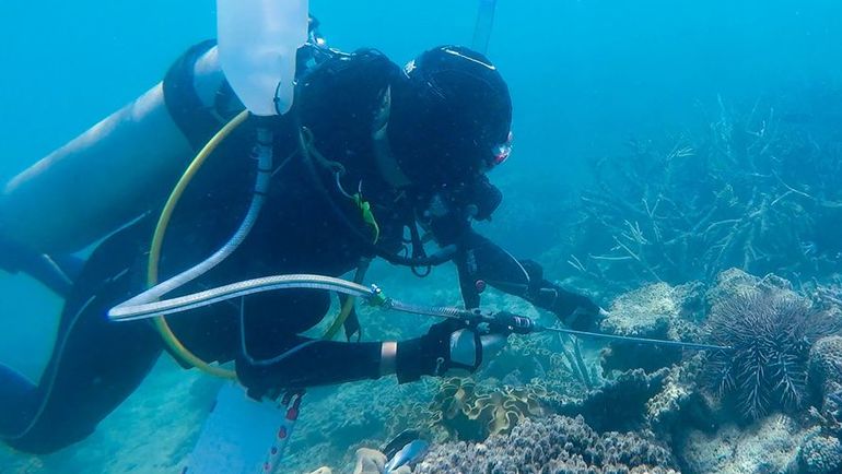 Дайвер у кораллового рифа. Фото REUTERS Дайвер у кораллового рифа. Фото REUTERS