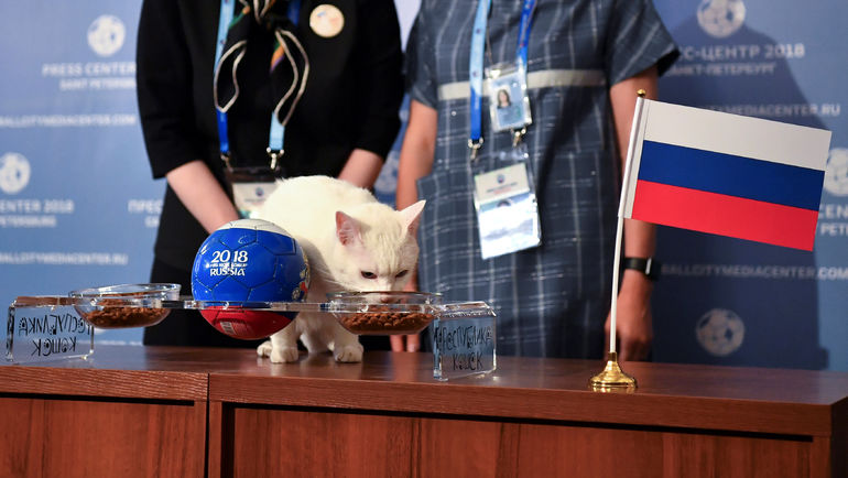 Кот Ахилл. Фото REUTERS Кот Ахилл. Фото REUTERS