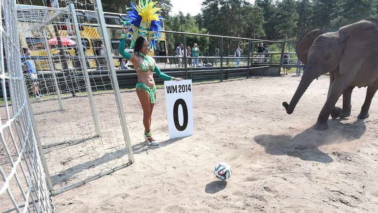 Слониха Нелли. Фото AFP Слониха Нелли. Фото AFP