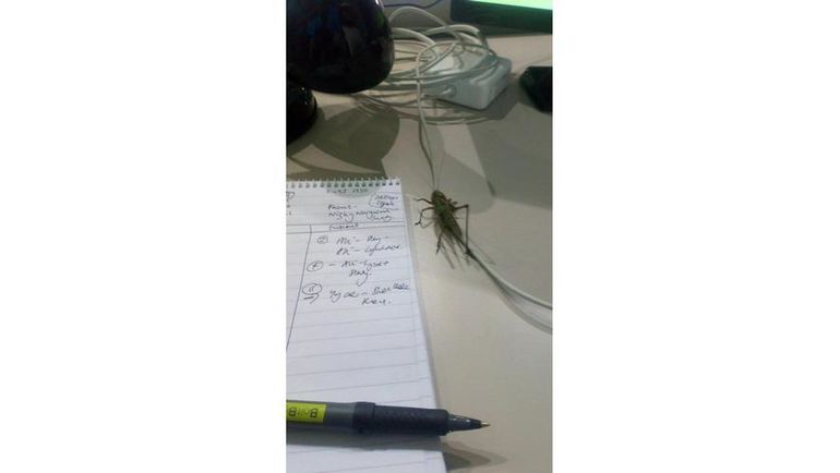 Саранча на стадионе в Волгограде. Саранча на стадионе в Волгограде.