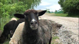 #АвтоГол. Сельский детектив, который обернулся семейной драмой