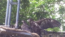 Орла в Московском зоопарке назвали в честь Игоря Акинфеева