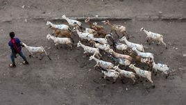 Турецкий клуб продал футболистов, чтобы купить десять коз