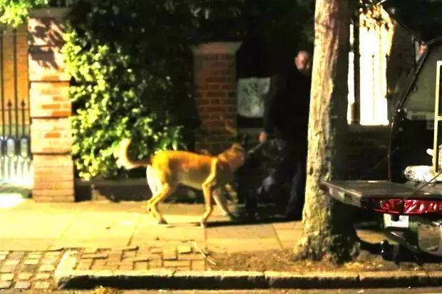 Охрана с собаками патрулирует дом Езила. Фото The Sun Охрана с собаками патрулирует дом Езила. Фото The Sun