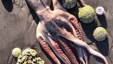 «На берег выбросило гору трупов животных. На дне вообще большое подводное кладбище». Катастрофа на Камчатке