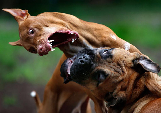 Собака Сергея Киврина Беня (слева). Фото Сергей Киврин Собака Сергея Киврина Беня (слева). Фото Сергей Киврин