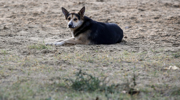 Стадион «Труд». Фото Дарья Исаева, «СЭ» / Canon EOS-1D X Mark II Стадион «Труд». Фото Дарья Исаева, «СЭ» / Canon EOS-1D X Mark II