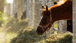 «Мужик, который принимал допинг, помочился на сено, а лошадь его съела». Топ-10 допинговых скандалов года