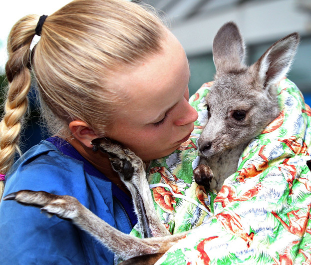 Каролин Возняцки. Фото AFP Каролин Возняцки. Фото AFP