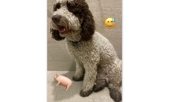 Instagram Гильерме. Instagram Гильерме.