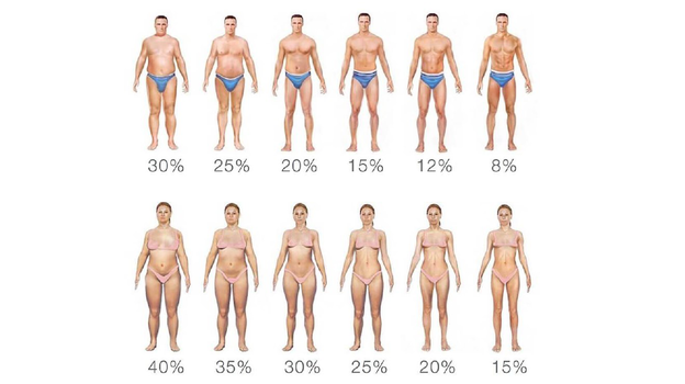 Средний процент жировой массы. Средний процент жировой массы.