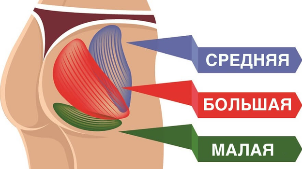 Ягодичные мышцы. Фото Biology Dictionary Ягодичные мышцы. Фото Biology Dictionary