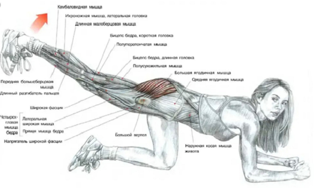 Упражнения с резинкой для женщин. Упражнения с резинкой для женщин.