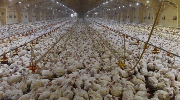 Фабрика разведения куриц. Фото Правительство Московской области Фабрика разведения куриц. Фото Правительство Московской области