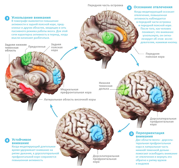 Как медитация влияет на мозг. Как медитация влияет на мозг.