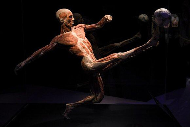 Экспонат выставки Body Worlds. Экспонат выставки Body Worlds.