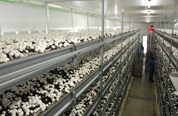 Ферма Шампиньонов. Фото burobiz.ru Ферма Шампиньонов. Фото burobiz.ru