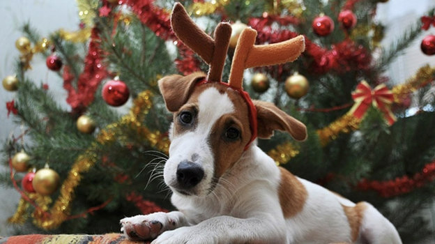 Собака. Собака.