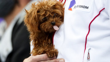 Тутберидзе появилась на чемпионате Европы с собакой. Фото