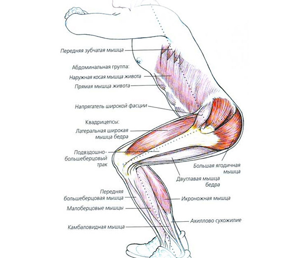 Мышцы. Мышцы.