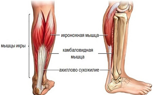Мышцы икры. Мышцы икры.