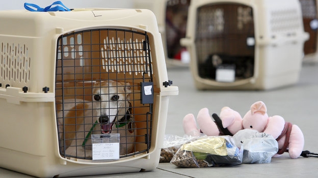 Животные в самолете. Фото Getty Images Животные в самолете. Фото Getty Images