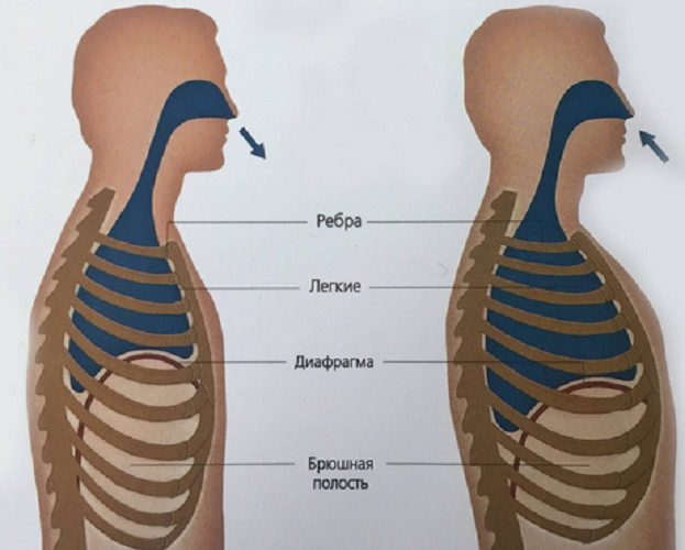 Диафрагма. Фото Neo-Medical.ru Диафрагма. Фото Neo-Medical.ru