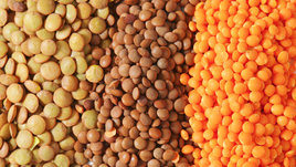 Чечевица: польза и вред