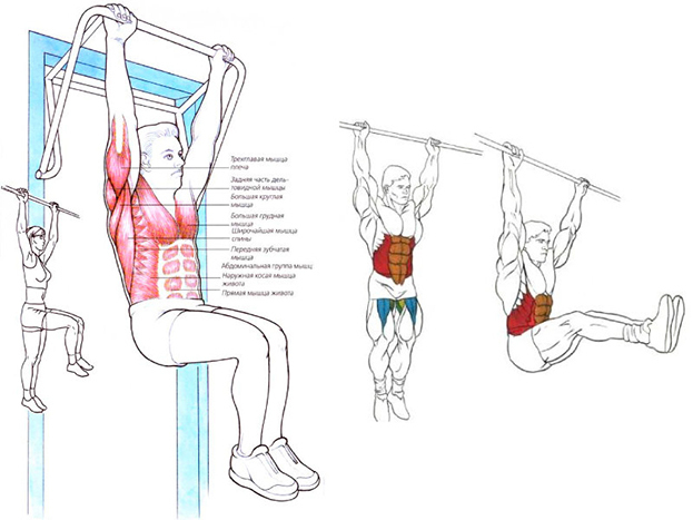 Австралийские подтягивания. Австралийские подтягивания.