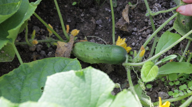 Огурцы легко высадить у себя в огороде. Фото Global Look Press Огурцы легко высадить у себя в огороде. Фото Global Look Press
