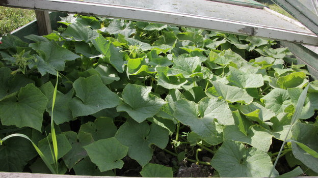 Огурцы в теплице. Фото Global Look Press Огурцы в теплице. Фото Global Look Press