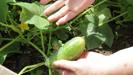 Здоровая пища: когда и как правильно сажать огурцы