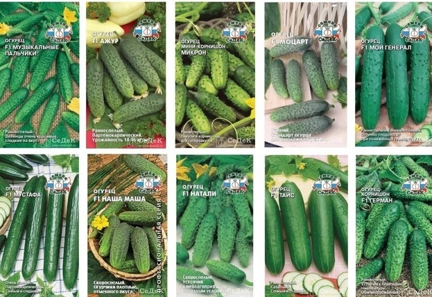 Сорта огурцов. Фото bee-master.ru Сорта огурцов. Фото bee-master.ru