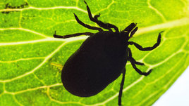 Сезон клещей: что делать и где не гулять. Советы эксперта