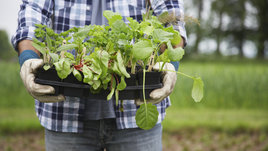 Как правильно пересаживать рассаду из горшков на даче. Советы