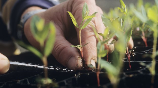 Рассада. Фото Global Look Press Рассада. Фото Global Look Press