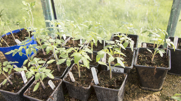 Рассада. Фото Global Look Press Рассада. Фото Global Look Press