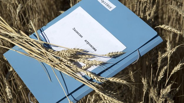 Поля, где выращивают пшеницу для хлеба. Фото Global Look Press Поля, где выращивают пшеницу для хлеба. Фото Global Look Press