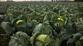 Здоровая пища: когда и как правильно сажать капусту