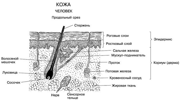 Кожа человека. Фото ridero.ru Кожа человека. Фото ridero.ru