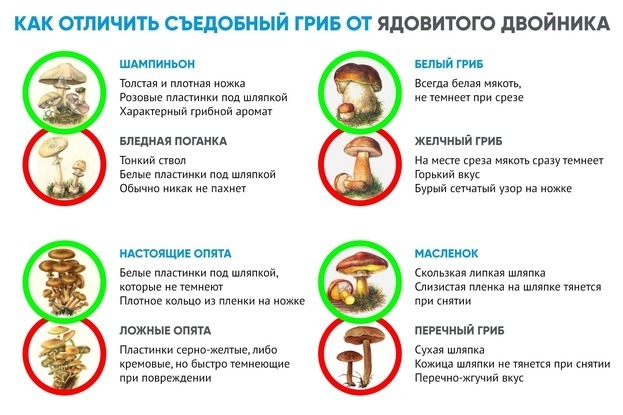 Как отличить съедобный гриб от двойника. Фото mypresentation.ru Как отличить съедобный гриб от двойника. Фото mypresentation.ru