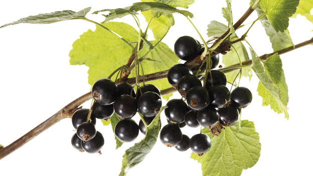 Черная смородина. Фото Global Look Press Черная смородина. Фото Global Look Press