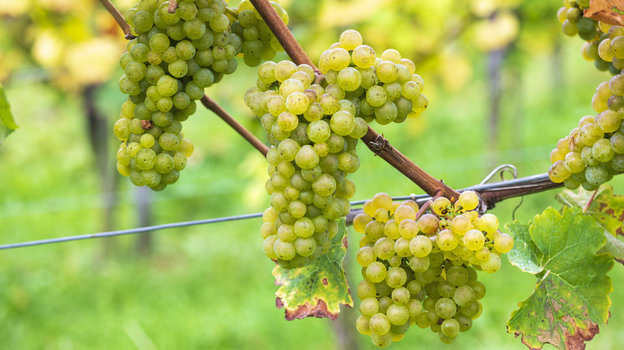 Виноград. Фото Global Look Press Виноград. Фото Global Look Press