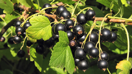 Черная смородина: польза и вред для организма человека