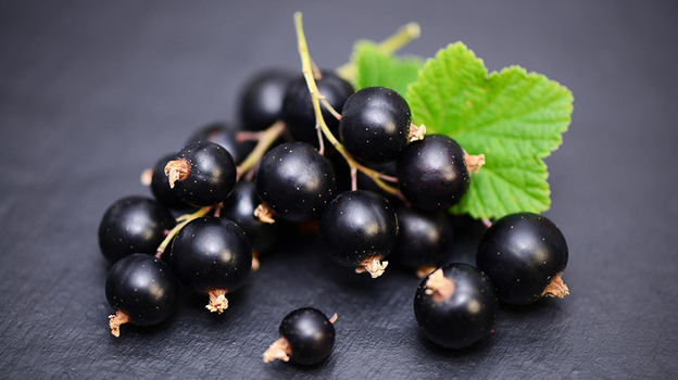 Черная смородина. Черная смородина.