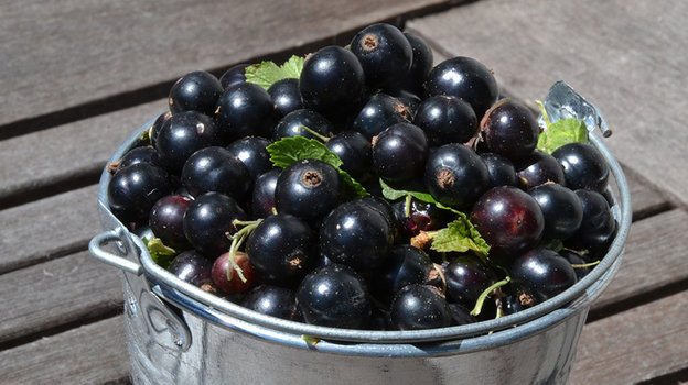 Черная смородина. Черная смородина.