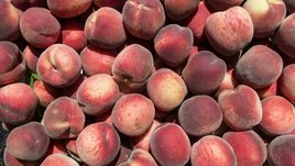 Персики: польза и вред для организма