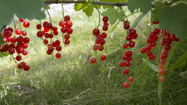 Красная смородина. Фото Global Look Press Красная смородина. Фото Global Look Press